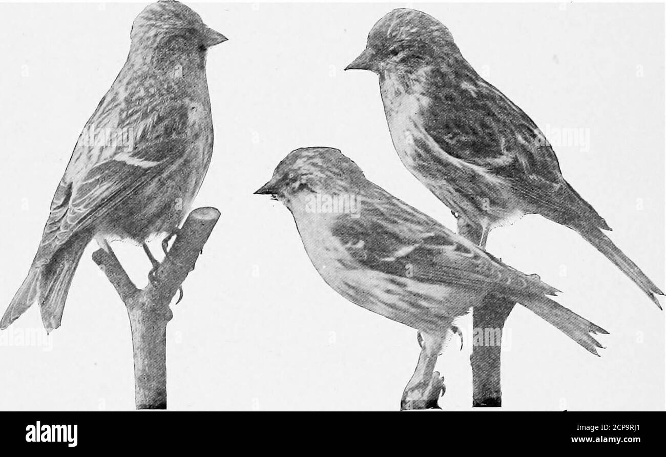 . Oiseaux de New York . nce étaient ceux de 1876, 1878,1882, 1886, 1889, 1898, 1899, 1906, 1908, 1910. La date d'arrivée varie du 9 au 25 novembre. Il semble être le plus courant depuis la dernière semaine de novembre jusqu'à la dernière de mars, bien qu'ils aient déjà vu du 6 au 29 avril. Habituellement, ils sont désappearby le mois d'avril. Hante et habitudes. Le Redpoll est le plus souvent trouvé dans les marécages d'aulne d'oiseaux qui subsistent sur les graines qu'il extrait du stro- 272 NEW YORK STATE MUSEUM biles avec son bec tranchant, et le long des routes et des champs larges couverts avec Banque D'Images