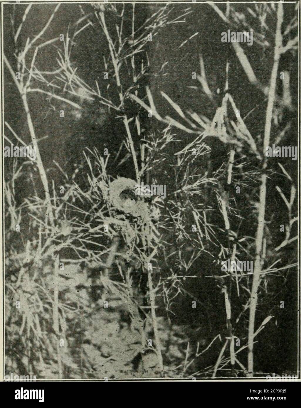 . L'oïste . un ancien châtaignier. A pied sur l'arbre avec un climberlorsqu'il a pris l'avion d'une chouette barrée. Shevola à un arbre à une courte distance, éclairé sur un membre, puis a fait l'avant-face droite. Mentionné il y a longtemps par M. C. L.Rawson, et s'est assis là pour quelques timietching moi. J'ai mis mes grimpeurs et je suis allé jusqu'à l'arbre. Dans la thecavity étaient deux blanc bas jeune, peut-être six ou sept jours vieux.même si si si jeune, ils pouvaient faire un clic perceptible avec des billets irnoirs. J'espère sincèrement que rien ne leur est arrivé et qu'ils sont maintenant aussi grands que leur mère et profitent de la vie. Environ un mile plus loin, je lookedi Banque D'Images