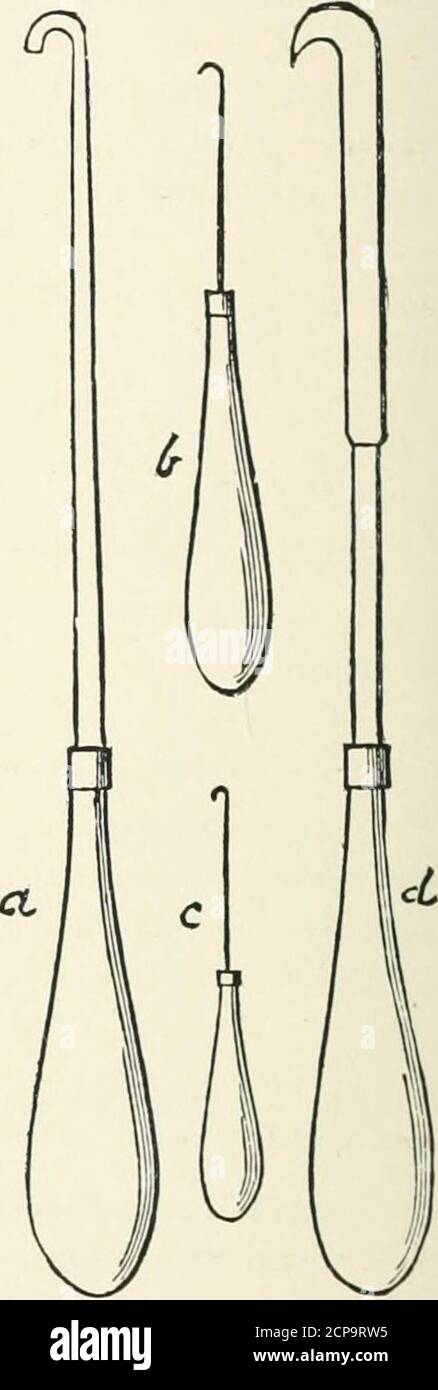 . La clé pour les oiseaux nord-américains. Contenant un compte rendu concis de toutes les espèces d'oiseaux vivants et fossiles à l'heure actuelle connues du continent au nord de la frontière mexicaine et des États-Unis, y compris le Groenland et le bas de la Californie, avec lesquels sont incorporés ornithologie générale, un aperçu de la structure et la classification des oiseaux, Et Field ornithologie, un manuel de la collecte, de la préparation et de la conservation des oiseaux . towardsle temps de l'éclosion. Les embryons bien formés ne peuvent pas être obtenus à travers tout trou qui soit fait dans un oeuf ; ils doivent être extraits piecemeal. Ils peuvent être coupés en piec Banque D'Images