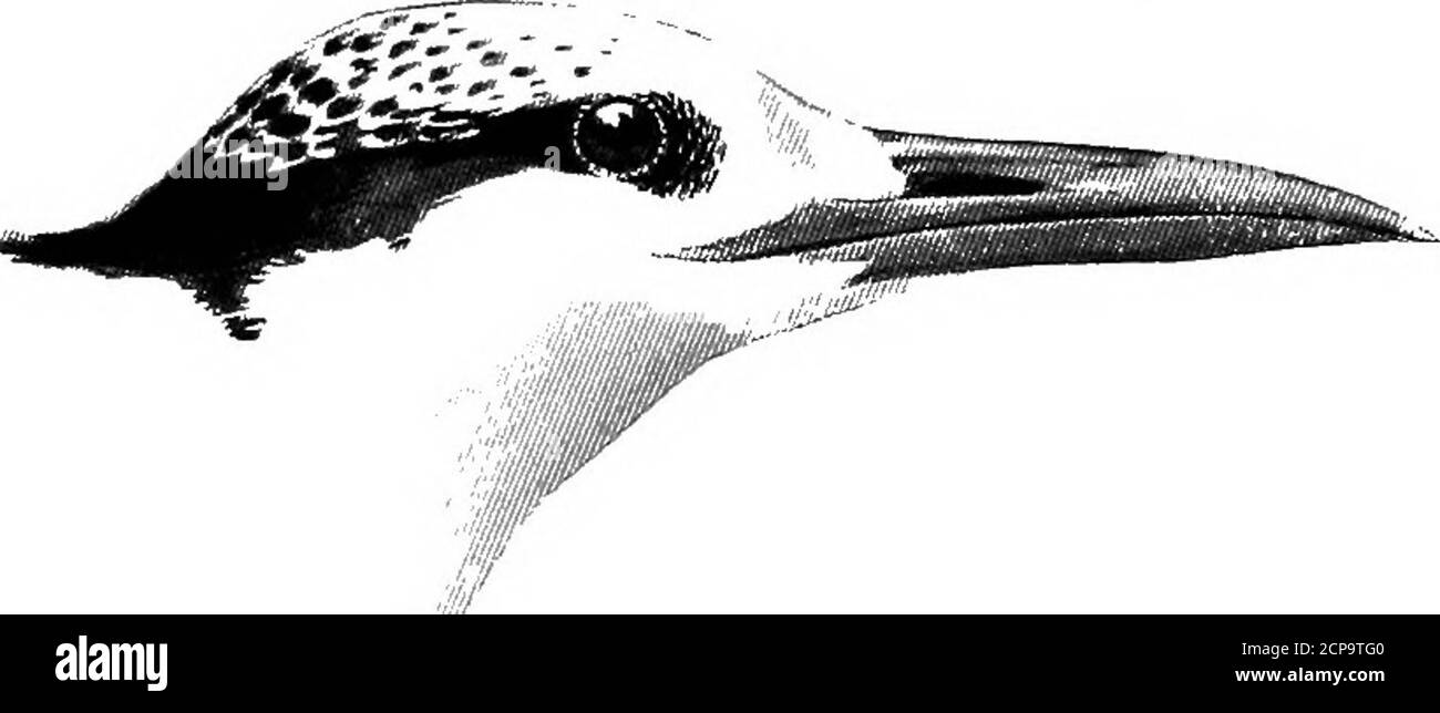 . La chasse et la pêche en Floride, y compris une clé pour les oiseaux aquatiques connus pour se produire dans l'État . * depuis que ce qui précède a été écrit, un oiseau de cette espèce a été Itilled en mars près de la tête de la rivière Banana par M. T. Watson-Merrill, de Boston. LA CLÉ DES OISEAUX AQUATIQUES DE FLORIDE. 19s. STERNA MAXIMA Bodd.Royal Tern. Adulte au printemps : jaune orangé Bill;;n^ bas; queue fourchue; couronne et napon noir; ailes et arrière gris perle, ombrage blanc sur la bosse et le dessus du taarrière : primaire extérieur avec le blanc witii sur la pou=tion intérieure de la toile intérieure; pieds noirs. Adulte en automne et •hiver: Foreheadand fr Banque D'Images