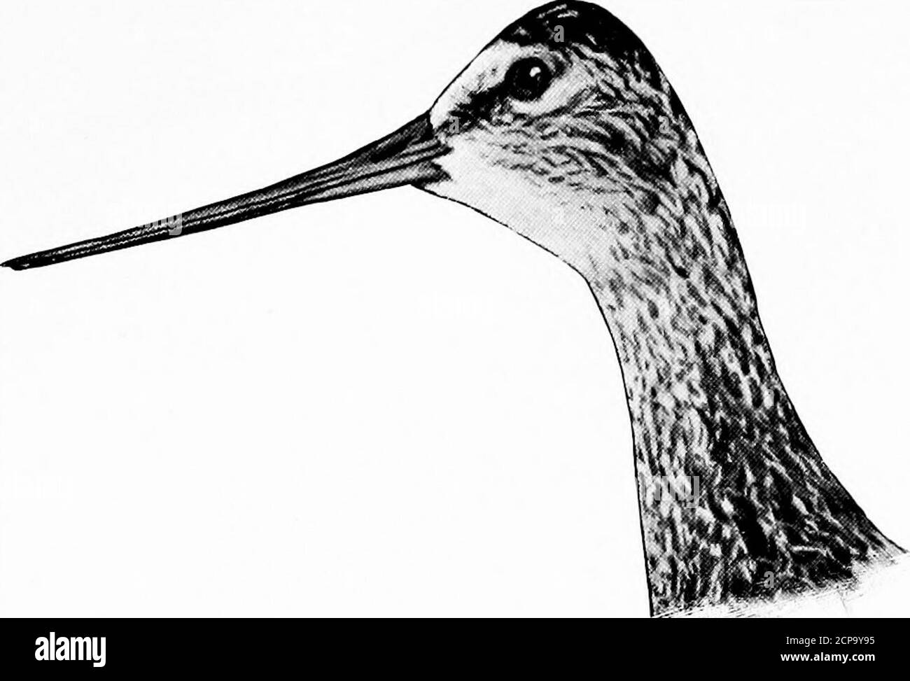 . La chasse et la pêche en Floride, y compris une clé pour les oiseaux aquatiques connus pour se produire dans l'état . etes pusillus.Semipalmaté Sandpiper. Voir page 279Tringa minutilla. Sandpiper minimum. Voir page 278 Tringa minutilla. Longueur inférieure à 10 ; aile inférieure à 6 ; orteils en nombre longueur, 8.15 ; aile, 5.05 ; Tar.sus, .95 ; Bill, 1. Calidris arenaria. Sanderling. Voir passé; 2S0 longueur au-dessus de 13 ; aile au-dessus de 7 ; facture au-dessus de 2.75 ; orteils quatre en nombre. Longueur, 24; aile, 10; queue, 4.10; Tarsus, 2.30; Billfrom 4 à 8. Projet de loi très long et courbé vers le bas ; plumage général brun roufeux; axillarsbarré. Longueur, 18 ; W Banque D'Images