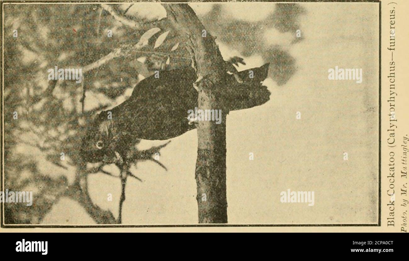 . Un enregistrement de l'expédition de l'A.O.U. dans la péninsule d'Eyre, octobre 1909, avec des notes sur l'ornithologie, la botanique et l'entomologie . troyins main de m:in. Les têtes de chevaux ont été transformées en poussière tr.KK par la niallee une fois de plus, et comme la petite twi-lumière du Bush australien a été de céder la place à l'obscurité de la nuit, Et le cher vieux riant Jack lui donnait son dernier hootavant de se retourner la tête pour se reposer, le feu de camp de tricherie brûlait de mille feux de bois, et les Wanderers et les amis de theircamp échangeaient bientôt coo-ees ; je détestais ceux qui lisaient des scientifiques qui allaient dans le camp Banque D'Images