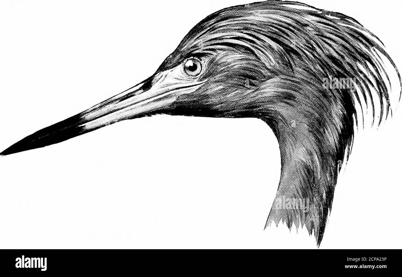 . La chasse et la pêche en Floride, y compris une clé pour les oiseaux aquatiques connus pour se produire dans l'État . Herodias Ardca. Plumage presque ou entièrement blanc. Longueur, SO; Wing, 18.50; Tarsus, 8.50; Bill, 6.40.plumage ■ blanc; jaune pâle; pattes jaune vert. Ardea occidentalis. Grand héron blanc. Voir page 249. Ardea rufescens. 170 CLÉ POUR LES OISEAUX AATER DE FLORIDE. Longueur, 40; Escadre, 15.25; Tarsus, 5.50; Bill, 4.6c.plumage blanc; jaune pâle; pattes et pieds noirs. Ardea egretta.American Egret. Voir page 251 longueur, 28.50 ; aile, 12.25 ; Tarsus, 5.25 ; Bill, 3.50.plumage blanc ; pattes olive foncé; terminal Banque D'Images