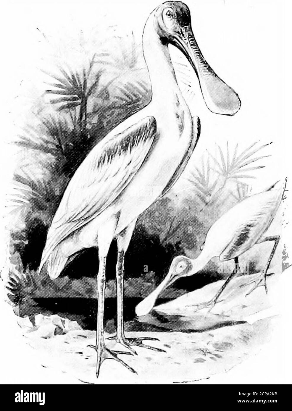 . La chasse et la pêche en Floride, y compris une clé pour les oiseaux aquatiques connus pour se produire dans l'État . PhcLnicopturus ruber. Longueur, 47; Escadre, 16.50; Tarsus, 12; Bill, 5.75.plumage vermillion Red; bec jaune pâle, tippedwith Black. Phoenicopterus ruber.Flamingo. Voir page 241 famille PLATALEID.^. Billets d'spoonfactures... Ajaja ajaja.Length, 31; Wing, 15; Tarsus, 4.10; Bill, 6.30. Bill plat, élargi à la pointe; plumage rose et blanc. Ajaja ajaja. Porte-bec Roseate. VOIR LA PAGE 242 CLÉ DES OISEAUX AQUATIQUES DE FLORIDE. 167 famille IBIDID^. Ibises. Banque D'Images