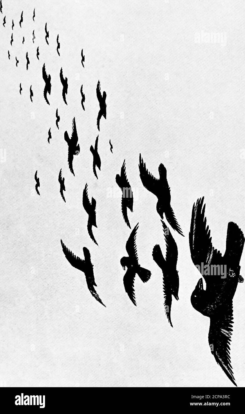 . Instantanés d'animaux et comment fait . jeune a été trouvé sur le sol presque mort. Il a été pris à la maison et pris en charge, et bientôt nous avons eu un animal de compagnie le plus célèbre, évalué d'autant plus parce que c'était la progéniture d'Old Whitewing. Quand les jeunes corneilles étaient assez grandes pour se mettre en haut du nid, Old White Wing, sur un branchnot loin, se redressait et flaphis ailes doucement, et bientôt les jeunes l'imitaient.il monterait ensuite dans une autre branche, et puis un peu plus loin, toujours en utilisant ses ailes. En deux jours, les jeunes pouvaient faire la même chose, et en une semaine, ils se sont rendus au centre de compensation. Mais leur grosse htt Banque D'Images