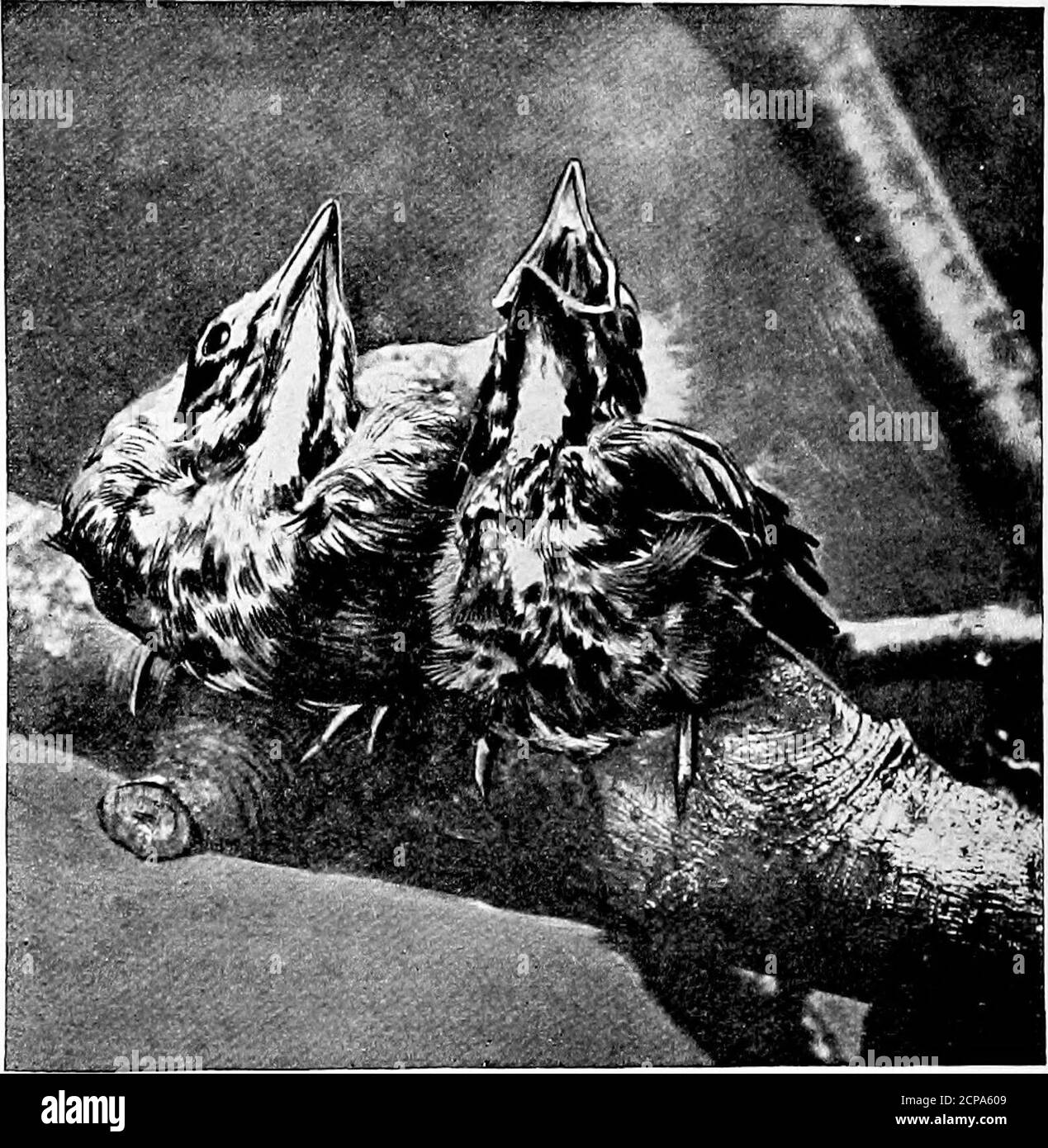 . Instantanés d'animaux et comment fait . la cubaration a commencé, le premier jeune Robin est apparu, et deux jours plus tard les trois autres oeufs ont été éclos. Les jeunes oiseaux ont grandi très rapidement, et en douze jours étaient prêts à toleave le nid. Pendant le temps, les jeunes ont été anthe nichent les vieux oiseaux ont constamment pris de la nourriture de la planche, en particulier les vers. Le jeune robins werequite s'apprivola au début, mais au fur et à mesure que le temps s'est écoulé, il a grandi en faneur et a finalement disparu le 15 juin. Nous avons souvent vu la femelle à propos de la maison, et la première semaine de juillet le vieux nid a été usurpée à nouveau pour une deuxième couvée, qui a été élevé wi Banque D'Images