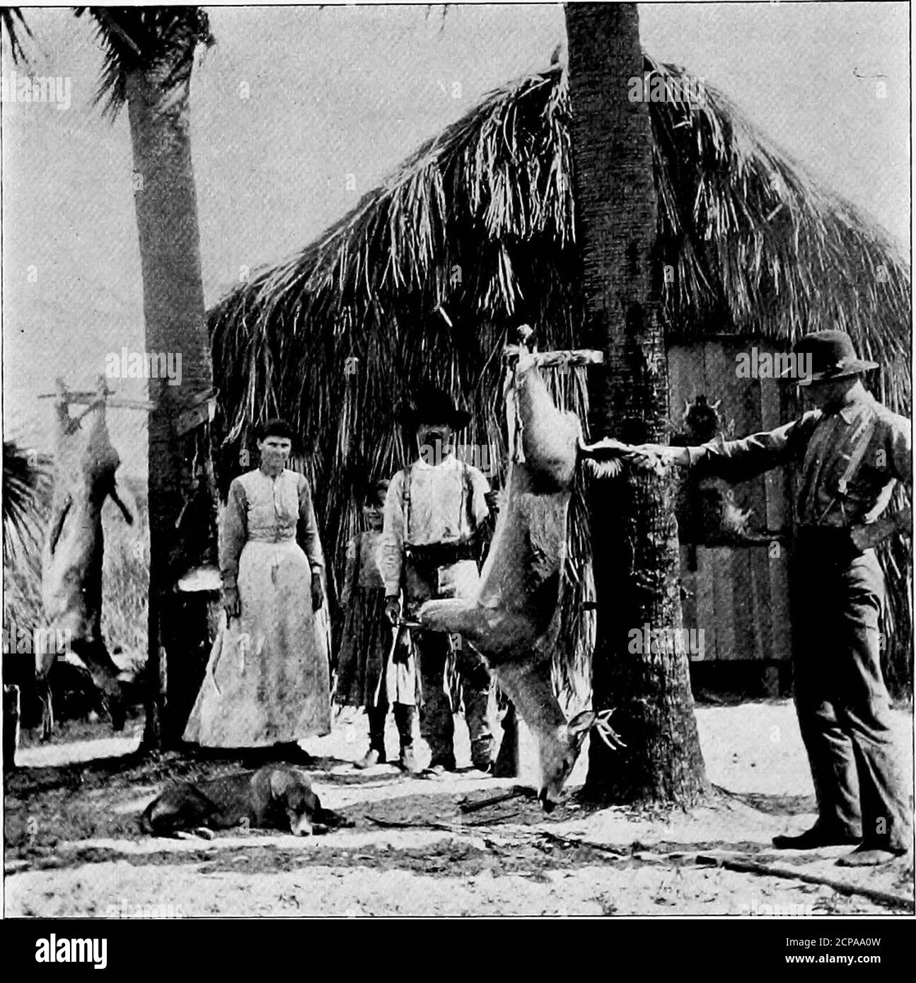 . La chasse et la pêche en Floride, y compris une clé pour les oiseaux aquatiques connus pour se produire dans l'État . UN GRAND JOUR POUR LE POISSON-ROI. 94 CHASSE ET PÊCHE EN FLORIDE. boggy, et peut être -CFessedn'importe où à cheval; mais d'autres ne sont pas à faire confiance. Tout étang peut être traversé en toute sécurité dans lequel la buisson basse pousse qui, comme Jack Davis le décrit, favorise le pin asmall. Au sud de Hillsboro, une distance d'environ douzièmes, nous traversons Cypress Creek, à la tête de laquelle est un camp oldIndian appartenant à Osceola, où les Indiens construisent leur. Camp THORNTONS, RIVIÈRE HILLSBORO. Canoës, cyprès Banque D'Images