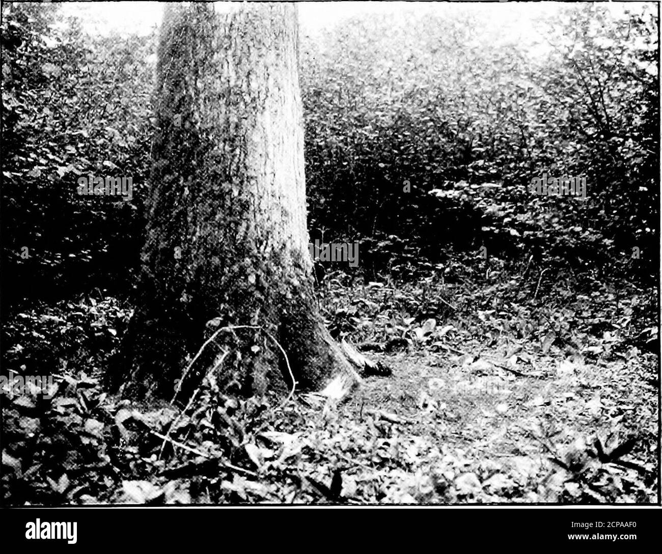 . Dix ans de jeu . Les Cubs interrompent la fête... Aire de jeux pour petits. LES RENARDS ET LA QUESTION ÉTERNELLE 179 à travers l'hiver, et aussi dans les bois, à l'intérieur de yards de roosting-arbres idéaux. Beaucoup de morningsare misty pour certains pendant longtemps après les faisans ont humedown de la roost, et les brouillards couvrent beaucoup de mauvais actes offensifs. Une autre erreur qui semble être popularis que les oiseaux de gibier assis sont à l'abri des renards tillleurs oeufs sont sur le point d'éclosion, parce que, il est supposé, les oiseaux ne donnent pas de tillthen de parfum. Il est évident que le risque par l'arnaque d'un oiseau assis tranquillement sur ses oeufs n'est pas Banque D'Images