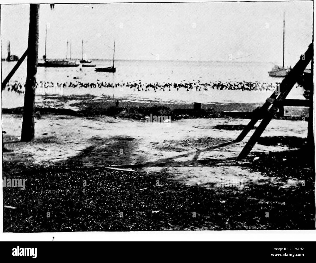 . La chasse et la pêche en Floride, y compris une clé pour les oiseaux aquatiques connus pour se produire dans l'État . UN GRAND SAC... CANARDS SAUVAGES. TERRAIN DE CHASSE DE FLORIDE. 87 le long de la plage entre Indian River et l'océan est un terrain de chasse aux ours au point de vue purement ticulièrement fin. Ils sont communs dans de nombreuses localités, mais les chiens entraînés sont nécessaires pour les chasser suc-cessentilly. Quelques cerfs se produisent également dans ce pays, mais pour les cerfs il vaut mieux aller à l'intérieur, et on peut presque toujours obtenir un guide dans n'importe laquelle des petites villes. 16 km de la fourche nord de la rue. Lucie River était à un moment un hu particulièrement noté Banque D'Images