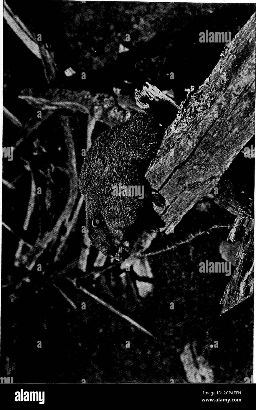 . Des instantanés d'animaux et comment fait . ng jusqu'à lui, mais ils ont volé l'amarch sur moi, et dans un espace de trois jours la vieille burrow avait seulement un occupant, la mère. Habituellement, chaque mandrin à bois a une terrow par lui-même, mais occasionnellement une paire vivra ensemble par l'intermédiaire de l'étain. Au début de l'automne, je suis venu sur un si paire pas loin de la maison d'été qui avait si interestedme, et je me suis content en imaginant qu'ils weretwo de mes vieux amis. L'endroit qu'ils avaient sélectionnépour leur terrier était sur une pente douce et ensoleillée, dans un onecorner de la prairie. Ils avaient évidemment travaillé, petit à petit, sur le nouveau bec de terriers Banque D'Images