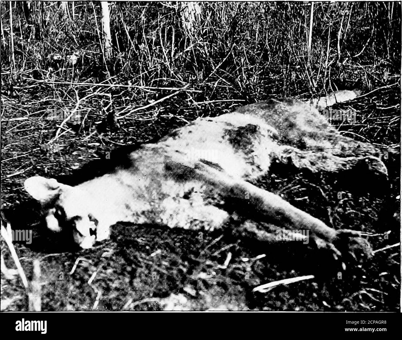 . La chasse et la pêche en Floride, y compris une clé pour les oiseaux aquatiques connus pour se produire dans l'état . entre la langue du ruisseau et thatparlée par certains des Indiens de Miami, Je donne quelques wordsselected à partir d'une liste obtenue par la gentillesse de Mlle Freeman, fille de M. William Freeman, de Little River. 1 Hump-kee. 2 po-coo-lee. 3 à chee-nee. 4 Osteen. 5 goupille en forme de « Cha-kee-PIN ». 6 EE-pa-Kin. 7 Co-la-pa-kin. 8 to-chee-nee-pa-kin. 9 Osteen-parkin.ID po-lee. Cheval Co-i-Yee. Raccoon su-a-wee. Turquie .  Fi-tee. Vache Wau-kee. Chemise FO-kee-shee-ca. Habillez O-ho-nee. Cha-co-fee lapin. Otter O-Shy-nee. Wolf O- Banque D'Images