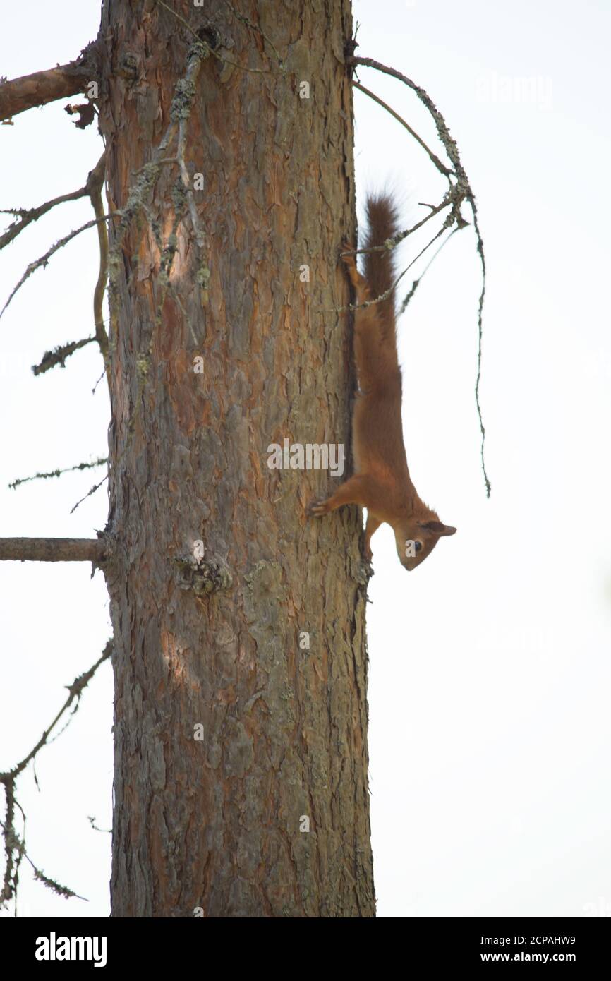 cub d'écureuil sur tronc de pin, fond blanc Banque D'Images