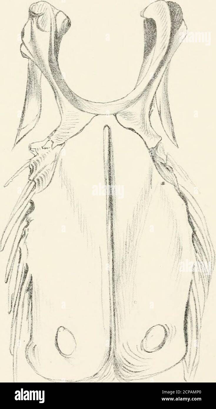 . Notes sur les oiseaux de la terre de Damara et les pays voisins de l'Afrique du Sud-Ouest . hite-browed 166 Whale-Bird 352 Wheatear, Atmores 110 , familier 103 , Grand Fuscous 107 , imitative 108 , Mountain loi) , Schlegels 104 , Southern .Ant-mangeant .... 110 , Strickland 105 Whimmerin, British 300 Shrike à poitrine blanche, Greater 145 White-eye, Cape 75 , jaune. 76 Kingfisher à tête blanche, Afri-CAN 57 Shi-ike à tête blanche, Southern 140 Widow Bird, Dominican 181 ■ , Paradise 181 , Shaft-Rent 181 Wigeon, Cape 339 Willow-Parbler, British 101 wilsoni, Thalassidroma 351 wilsonii, Thalassidroma 351 W. Banque D'Images