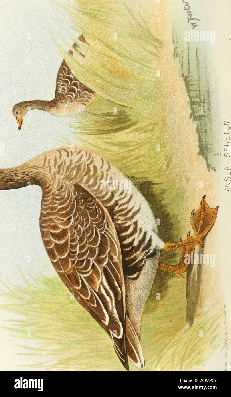 . Oiseaux sportifs indiens . WIIITE-FKONTED GOOSE 67 et la taille niucli siualler en règle générale, les spécimens de larfje pesaient un peu plus de cinq livres. Le bea^v est également plus petit en proportion, ne mesurant que deux pouces, tandis que les décalages gris sont de deux et demi à trois. Le front blanc, lorsqu'il est complètement développé chez les oiseaux adultes, est sous la forme d'une large bande à travers le front et bordla base du bec; chez les oiseaux adultes, le ventre a également des marques transverseblack, souvent si prononcée que cette partie est pratiquementtout noir. L'oie à la façade blanche est avec des ns un visiteur d'hiver rare, le butmai se remonter n'importe où dans ou Banque D'Images