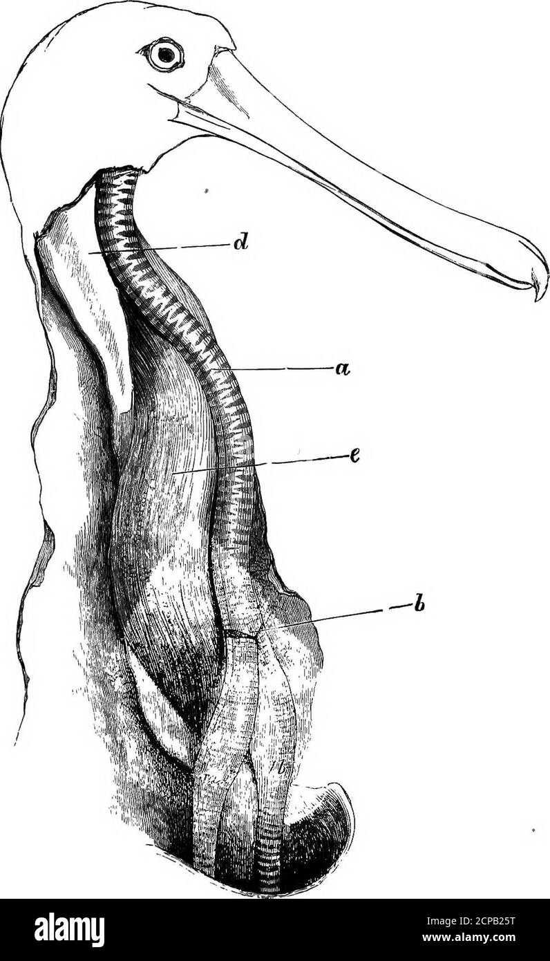 . La structure et la classification des oiseaux . le glissement vers le chiffre II.par la division de ce vinculum peut avoir surgi le twovincula de Ciconia nigra (voir ci-dessus, p. 427). Le foie est équilibré (I. cethiopica), ou la droite est alittle plus grand {E. ruber). Une vésicule biliaire est présente. Les mesures intestinales sont les suivantes :— - s. I. L.I. Eudocimus ruber Nippoia Temminckiitlegadis falcinellus s0ibis cethiopica .„ strictipennisPlatalea leucorodia . ,. ajaja .... 31 6443 75 1-6 r 2 D3)2 •25 •35•25•12•2 •12 les convolutions intestinales de Platalea leucorodia areshown dans la fig. 207. La plus grande partie de t Banque D'Images