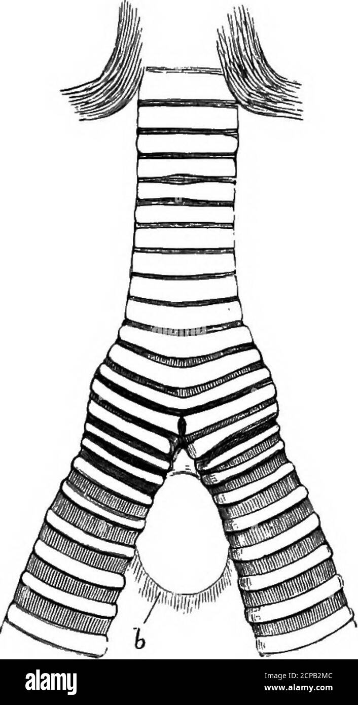 . La structure et la classification des oiseaux . Cochon. 202.—face ventrale SCK DU crâne d'Ardeacinerea (aftek Huxley). PT, pterygoïdes ; JH, palatines ; Vo,vomir ; MXP, masillo-palatines. Des sterni de la carina. HERODIONES 433 famille Balaenicepidse.—le grand chef de baleine d'Afrique, Balaniceps rex, nécessite une étude plus approfondie avant que son exactitude puisse être déterminée. Il est certes un membre du groupe actuel, bien que son original describer, Gould, le considérait comme un pélican.^ nous connaissons le squelette à travers les thélahors de Paekeb,^ tandis que notre à présent scanty savoir-. Banque D'Images
