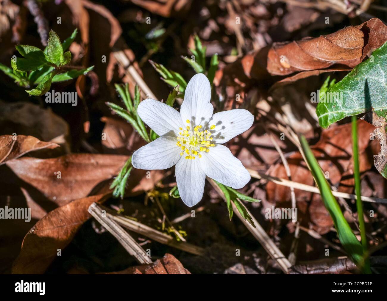 Anemone de bois (Anemone nemorosa), fleur blanche, Bavière, Allemagne, Europe Banque D'Images