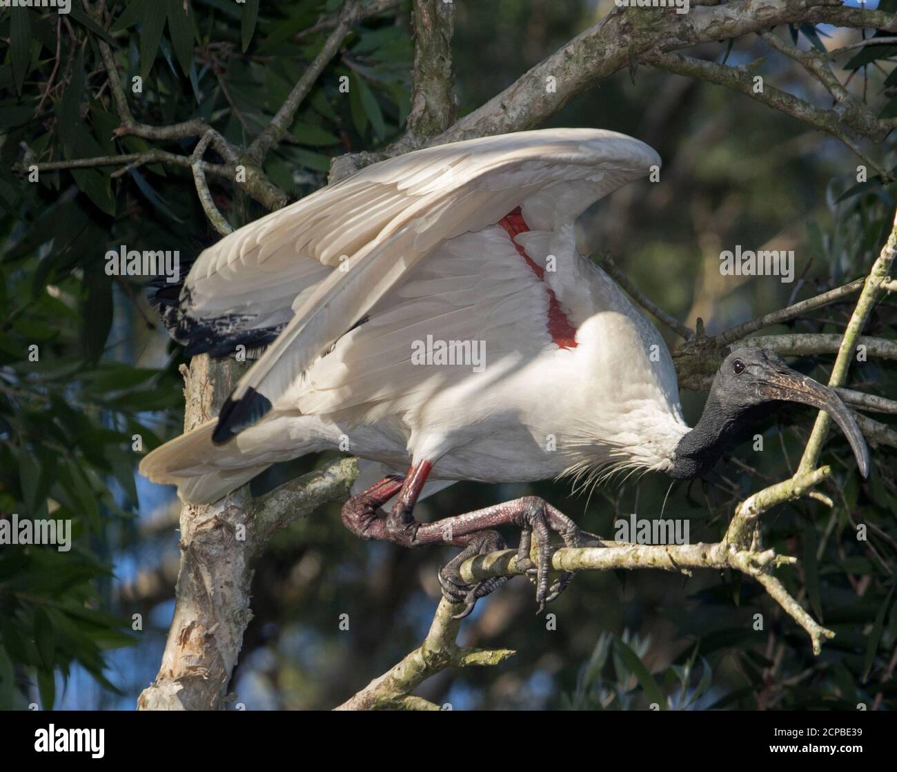 Ibis sacré australien, Threskiornis molucca, sur la branche d'un arbre avec des ailes étirées prêtes pour le vol Banque D'Images