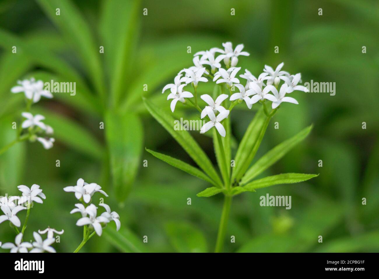 Woodruff (Galium odoratum), Bavière, Allemagne, Europe Banque D'Images