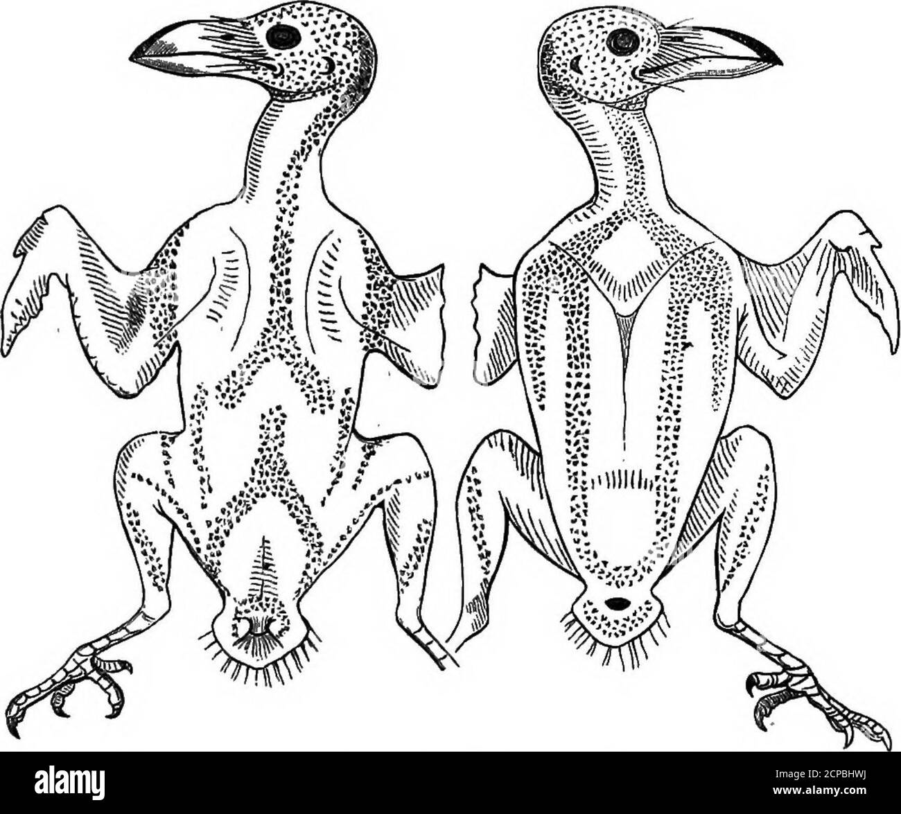 . La structure et la classification des oiseaux . branche. Ce bientôt termi-nates, mais les branches intérieures sont continues.ed jusqu'à thecloaca. L'apteiia étant entièrement dépourvu de plumes de duvet, les parcelles sont facilement définies, mais en dépit de ce Nitzschhas, à mon avis, est tombé dans quelques erreurs. L'arrangement typique de la ptérylosis dorsale ^(illustré sur la fig. 91) peut être considéré comme celui de MegaleBma^et a été trouvé pour caractériser les espèces M. asiatica, M.virens, M. hodgsoni, M. javensis, M. Franhlini. Le spinaltract est simple et étroit sur le cou, laissant ainsi con- 1 CREEBEii, Pterylose v Banque D'Images