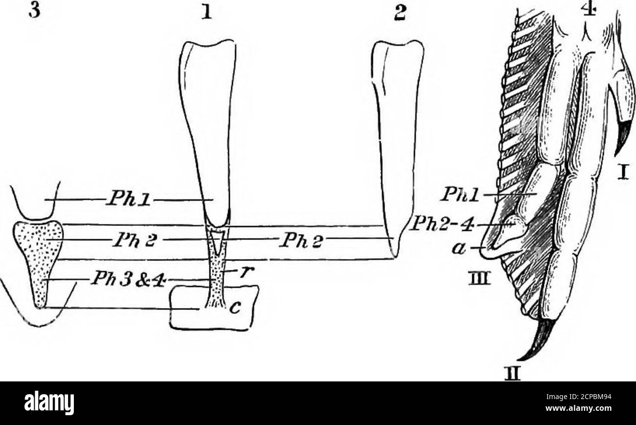 . La structure et la classification des oiseaux . I. 1, à l'exception de l'autruche, du Numenius et du canard embryonnaire,^où le chiffre III a une petite phalange supplémentaire. Chez les autres oiseaux, la formule est I. 2, II 3, III 1, et dans l'apteryxdigit II montre trois phalanges au cours de son développement - Paekbe, sur la structure et le développement de l'escadre dans le CommonFowl, Phil. TRANS. 1888, p. 385, où la littérature précédente est citée. Baue, Science, vol. C. p. 355. 126 STRUCTURE ET CLASSIFICATION DES OISEAUX, dont l'un (apparemment le milieu) n'est pas reconnaissable chez l'adulte. Lbighton a co Banque D'Images