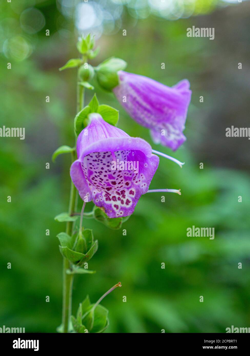 Boeufs rouges (Digitalis purpurea), Scrophulariaceae, famille des figuiers, toxique, Kempten, Allgäu, Bavière, Allemagne, Europe Banque D'Images