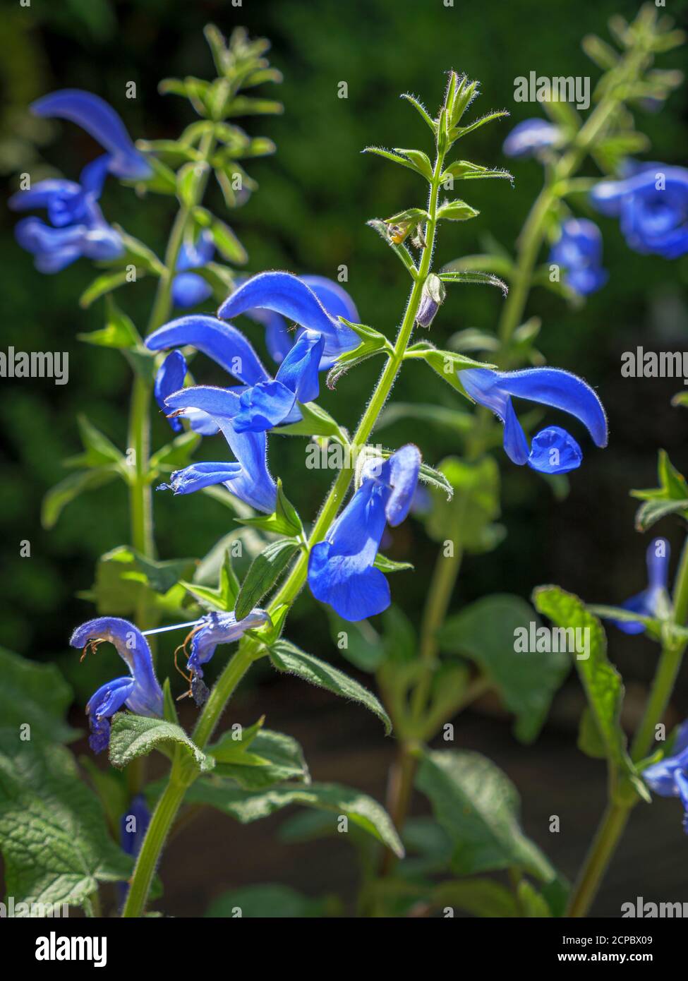 Sauge bleue, Salvia patens, Bavière, Allemagne, Europe Banque D'Images
