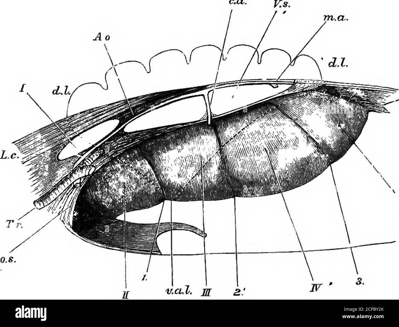 . La structure et la classification des oiseaux . ^ v.AX. M Fig. 23.—organes Eespieatoey du canard. /-I-,sacs d'air; TV, trachée ; d.Z, marge dorsale ; V.a.^, partie ventrale des poumons; l-3,clissepimentsentre les sacs d'air; Ao, aorte; c.a, artère cœliaque; m.a, mésentérique :wi, fibres musculaires.j,septum oblique ; VJli, septum vertical ; lli, rein, c. (Après Huxley.). K. Figure 24.—Bespiiatoey Oegans d'Aptektx. Pour la mise en place, voir Fig. 23(aftee Huxley 40 STRUCTUlie ET CLASSIFICATION DES OISEAUX fixation du hgament falciforme. Dorsally ils sont attachés aux parietes. En règle générale Banque D'Images