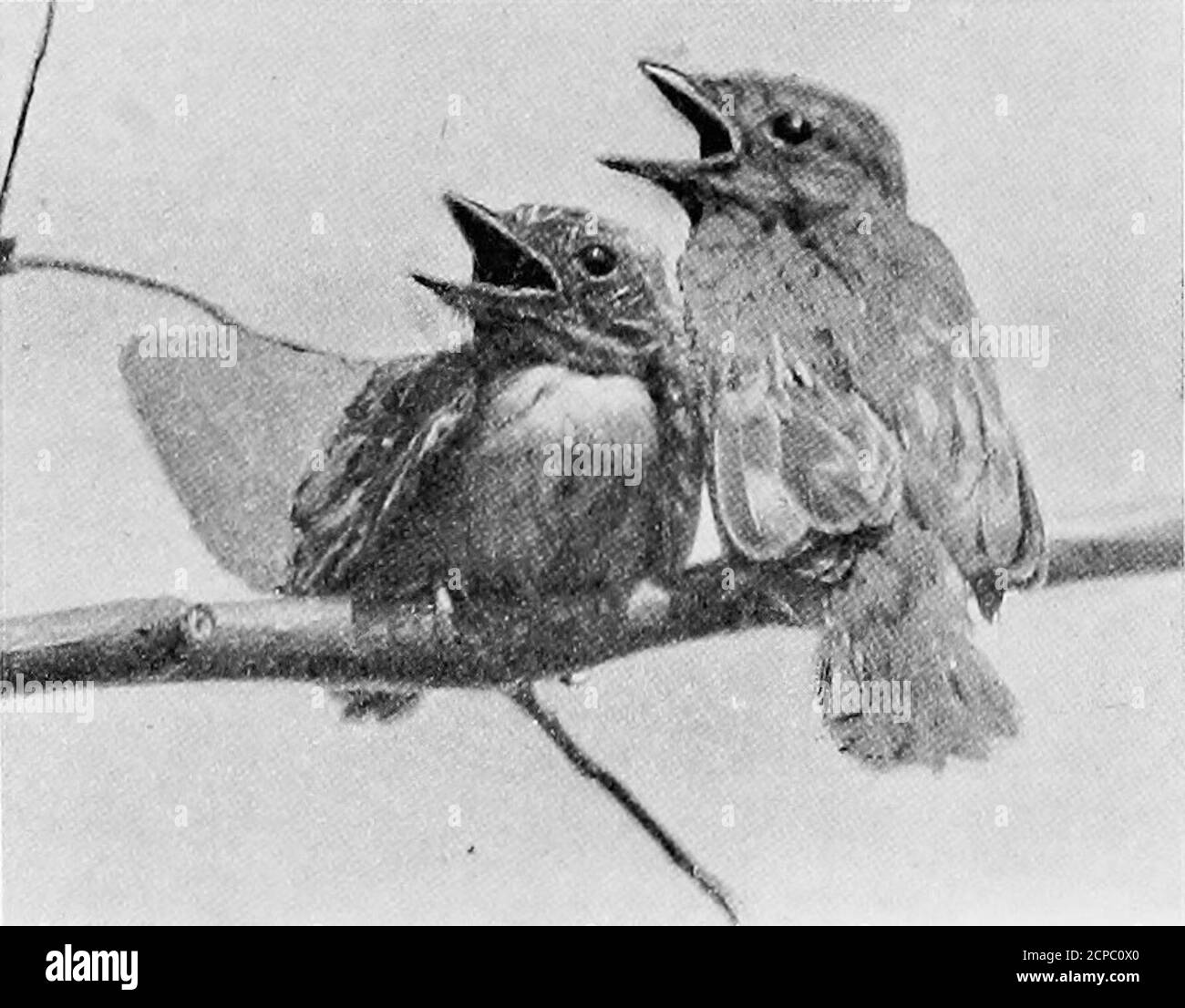 . Des oisillons de forêt et de marais . fathervinrent avec des vers, mais pour une fois il était toomuch occupé à manger. Il était trop exposé lieu pour un bébé bluebird, et les parents de wiselittle, sachant cela, a utilisé chaque wileto le coaxial dans une position de sécurité. Enfin, craignant que le chat l'obtiens, je me suis rapproché de le prendre. Loin comme un flash, il a volé, l'autre petit suivant, et a atterri a sauvage groseberry Bush à dix pieds de distance. Il en restait encore un dans le nid, le cinquième ayant disparu le jour de la première photographie. C'était évidemment un corps à la maison, pour de nombreuses visites et beaucoup de coax-ing des deux graisses Banque D'Images