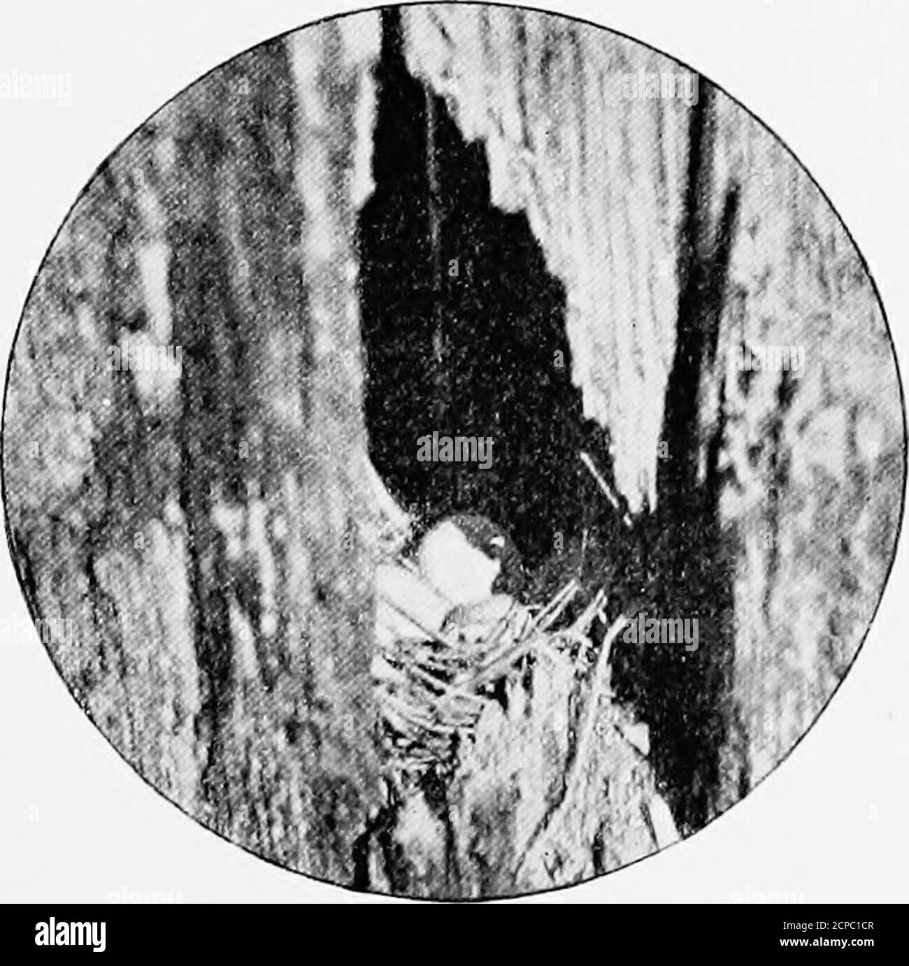 . Nichés de forêt et de marais. S'asseoir il y avait un grand hourse et fromla vieille souche. Les bébés étaient arrivés et avaient faim. Les deux parents ont été gardés busyà partir de ce temps. Nous pouvions entendre les scintidés à l'intérieur de la souche, les gentlecoaxing pour la nourriture, les manifestations musicales againsteing bondé, et l'accueil des autres revenir. Enfin, après dix jours d'attente de patient, jugeant les oisillons d'être plein-plumes, l'homme avec la caméra a coupé le flanc du nid, et en prenant trois des babiesout, les a délicatement placés sur un tissu blanc au soleil et les a photographiés. Mean-tandis que le quatrième avait Banque D'Images