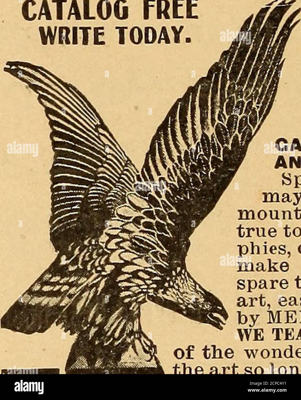 . Oiseaux et nature . CATALOGUE FREEWITE AUJOURD'HUI.. Apprenez par DIail à MountBirds FEST-HEADS, TAN SKINSAND FAIRE RUCS.^BMIM les sportifs et les naturalistes peuvent maintenant apprendre à la maison tomount toutes sortes de speeimendreal à la vie. Sauvez vos sarcelles à dents, décorez la maison et la maison, faites DE GROS PROFITS dans votre temps libre. Un des plus fascinatingart, facilement et rapidement leknedby MEK. LES FEMMES ET LES GARÇONS.NOUS ENSEIGNONS PAR MAIL tous les branchesOf les merveilles de LA TAXIDERMIE, ^^ l'art a si longtemps gardé un secret. Chaque chasseur, trappeur et amoureux de la nature a besoin de Taxidermy, de l'andshouldtakeourcourse. 15 leçons complètes, meilleur meth-ods, à faible coût. SATISFAOTIO&g Banque D'Images