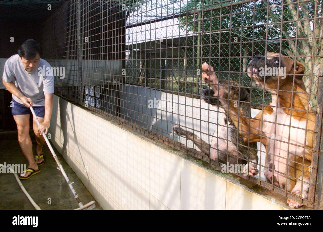 POUR SORTIE AVEC STORY BC-SINGAPORE-SHELTER - l'amant animal Raymond Wee nettoie une cage tandis que deux boxeurs abandonnés par leurs propriétaires regardent son abri animal, appelé Noah's Ark Lodge, à Singapour. Le pavillon, qui compte plus de 250 chiens, dont 60 pour cent sont abandonnés par leurs propriétaires, est soigné par Raymond et ses bénévoles sur un budget de cordonnerie. La décision du gouvernement de Singapour de fermer le refuge a normalement réservé aux citoyens qui signent des pétitions et menacent de s'enchaîner sur la terre. Photo prise en avril 20. ST/PB Banque D'Images