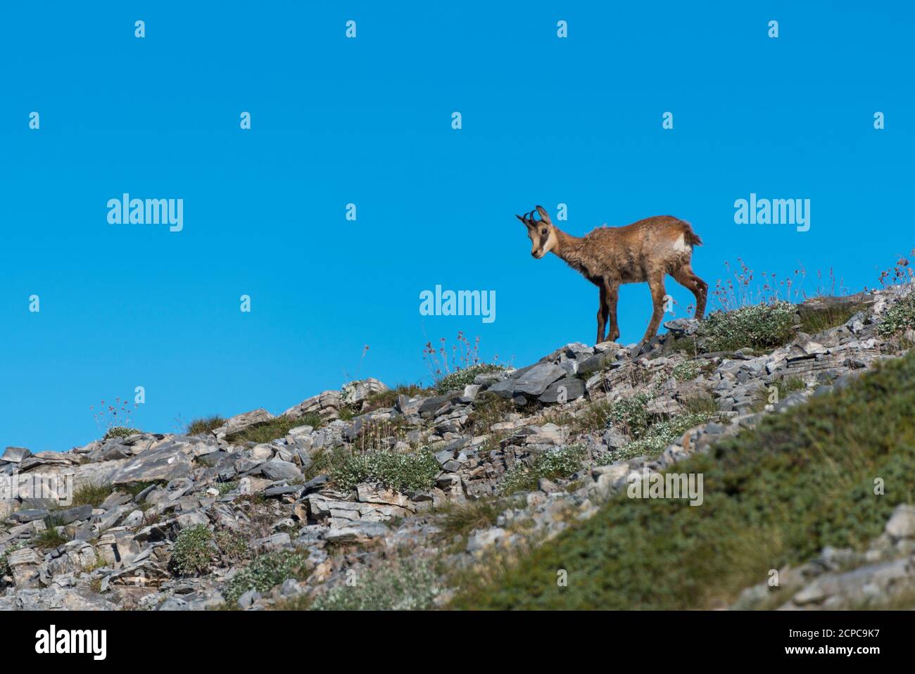 Jeune chamois (Rupicapra rupicapra) dans le parc national du Mont Olympe Banque D'Images