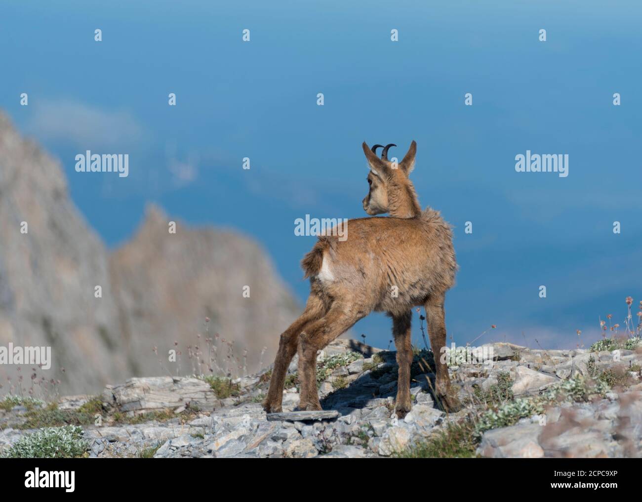 Jeune chamois (Rupicapra rupicapra) dans le parc national de montagne de l'Olympe Banque D'Images