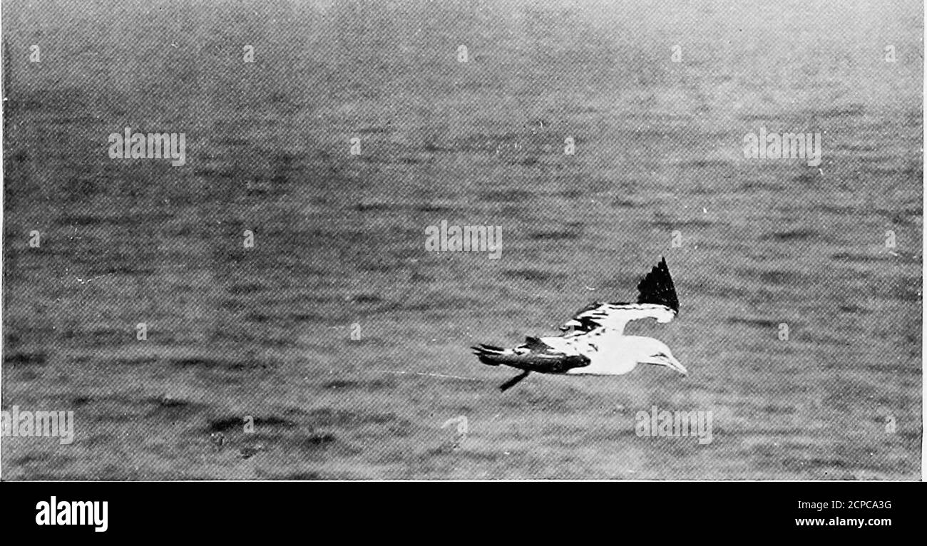 . Errances d'un naturaliste . Gannets au Bass Rock : vapeur totale en avant. Un Gannet immature de deux ans. Septembre sur les pétrels de Bass Rock, unique parmi nos oiseaux britanniques dans encore tendingits jeunes en septembre. La période d'incubation est de six semaines, et les jeunes oiseaux ne peuvent pas quitter le Rockjusqu'à ce qu'ils aient été entretenus par leurs parents pendant près de trois mois. Vers la fin de la deuxième semaine de septembre, au cours d'une saison récente, j'ai passé quelques jours sur le Bass Rockétudiant la population d'oiseaux de la petite île, et, à des moments où le temps était excessivement orageux, j'ai réussi Banque D'Images