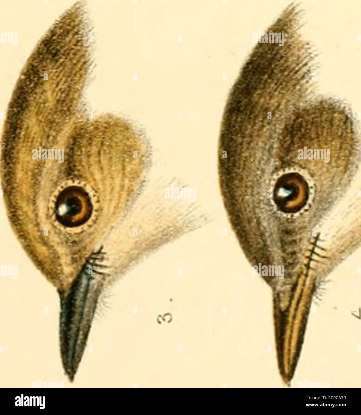 . Un manuel des oiseaux britanniques, montrant la répartition des espèces résidentes et migratrices dans les îles britanniques, avec un index des enregistrements des visiteurs rarer . tn ►^ ro dx 0+ fc: rt •si? u ^- »—. rt • — u ^ sj o rt 00 FINCHES 81 il est ainsi appelé par Pennant, Brit. Zool., 1768; par Gilbert White (lettre viii. À Barrington), par mon-tagu ( Orn. Suppl Diet, and Letter to White, 21stMay 1789), et par Markwick (observations onmigration, Trans. Ligne SOC, 1789, p. 125). Dans le nouveau général Hist. Oiseaux, 2 vol. 12mo, 1745, il est mentionné comme Aherdavine, dans certains endroits appelé theBarley-oiseau. Rutty ( N Banque D'Images