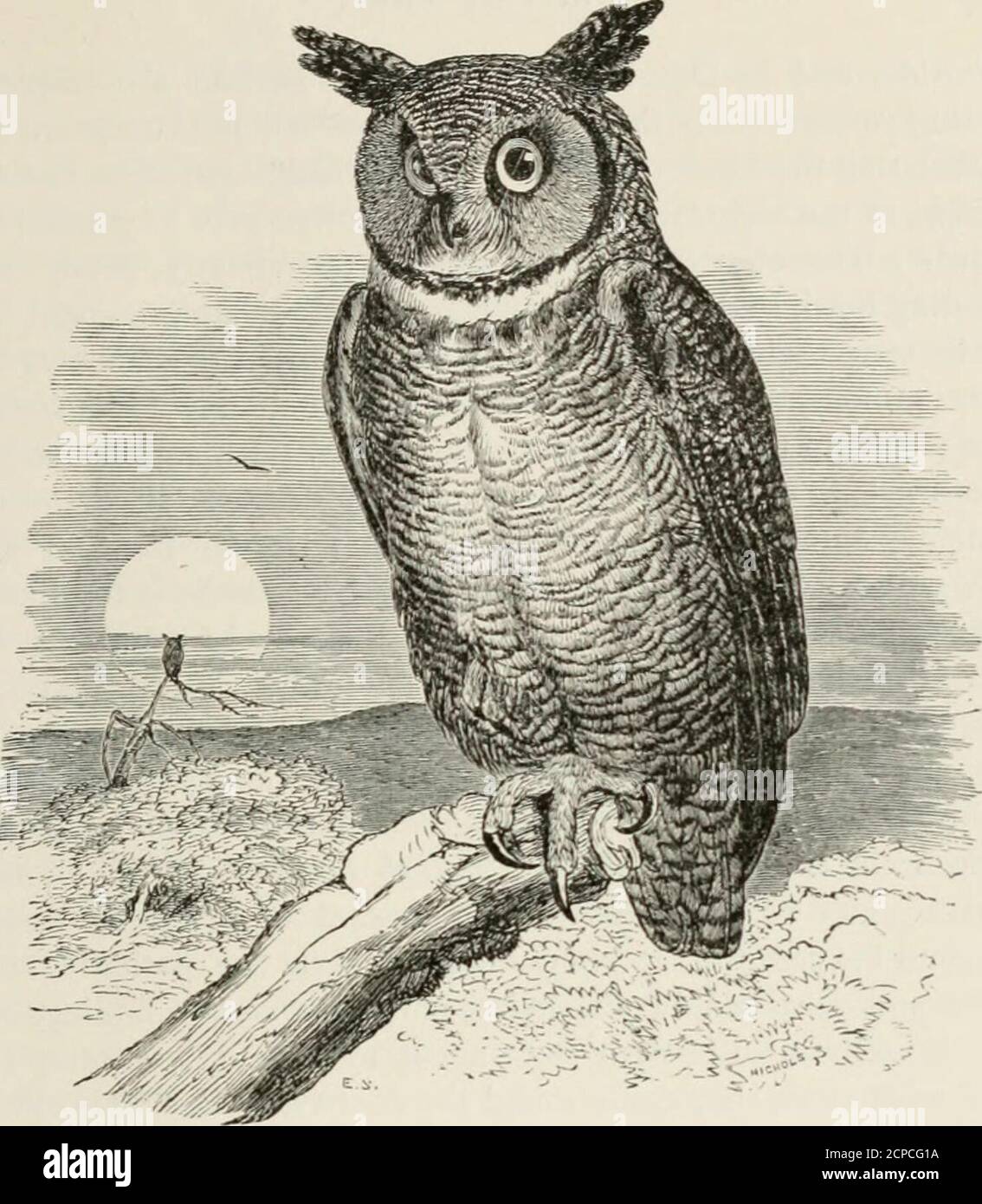 . Un manuel populaire de l'ornithologie de l'est de l'Amérique du Nord . oring la chaleur de l'été. Nuttall, suivant Wilson et Audubon, a traité les phases gris et rouge de cet oiseau comme deux espèces distinctes, et a écrit des separatebiographies, que j'insère dans le fond. Certains ornithologues ont soulevé que les spécimens gris étaient les jeunes oiseaux; mais il a été prouvé hors de question que les deux phases sont simplement des variations indivis-vidules de la même espèce. Les oiseaux gris et rouges ont été trouvés dans un nid, avec les deux parents gris, ou les deux rouges, ou avec une de chaque couleur. La chouette de la Table est un résident du sud Banque D'Images