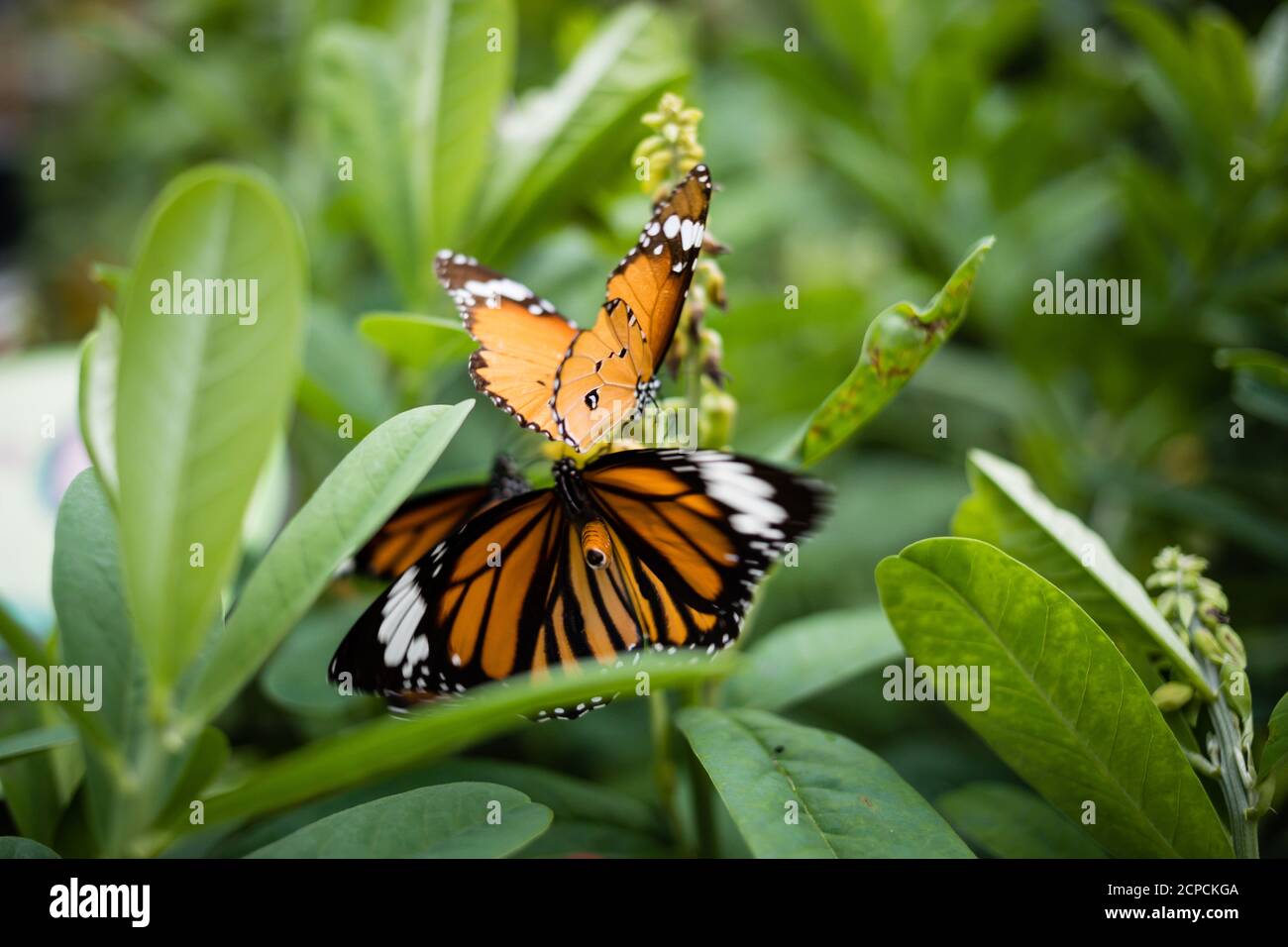 Papillon petit monarque, Danaus chrysippus, aussi monarque africain ou tigre commun dans le parc de Hong Kong Banque D'Images