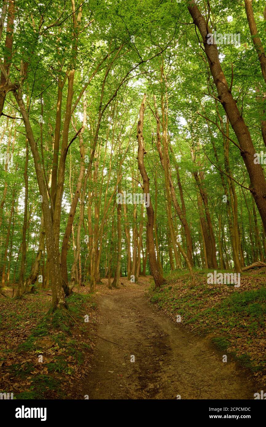 Promenade tranquille en forêt. Imprints sur la route de terre dans les bois de conte de fées. Fond vert et marron. Ambiance relaxante dans les bois. Paysage pittoresque. Arbres Banque D'Images