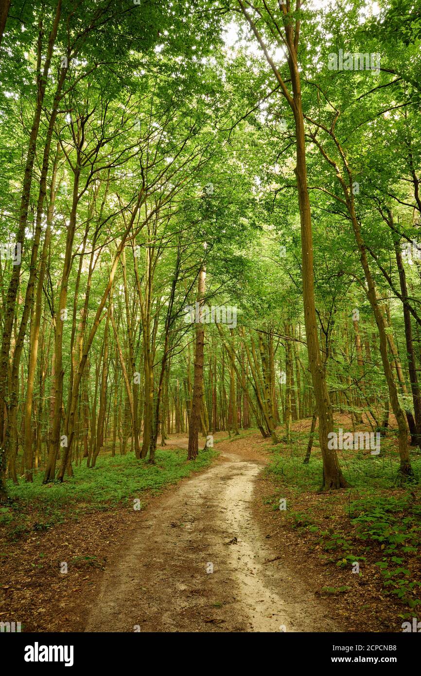 Sentier forestier relaxant. Traces sur la route de terre dans les bois enchantés. Fond vert et marron. Ambiance paisible dans les bois. Paysage pittoresque. Arbres Banque D'Images