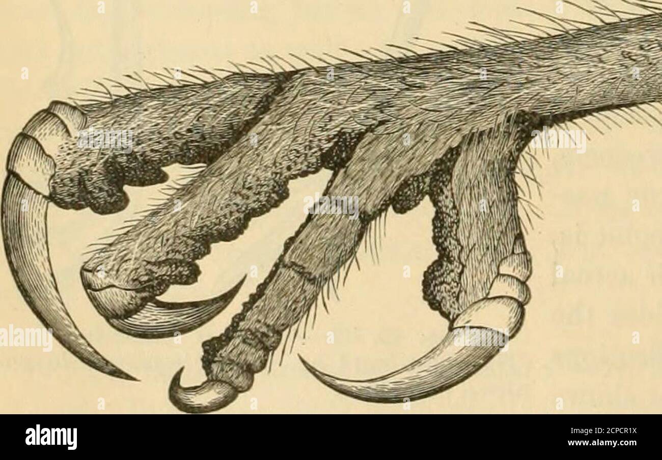 . La clé pour les oiseaux nord-américains. Contenant un compte rendu concis de toutes les espèces d'oiseaux vivants et fossiles actuellement connues du continent au nord de la frontière mexicaine et des États-Unis, y compris le Groenland et la Basse-Californie, avec lesquelles sont incorporés ornithologie générale: Un aperçu de la structure et de la classification des oiseaux; Et Field ornithologie, un manuel de collecte, de préparation et de conservation des oiseaux . Banque D'Images