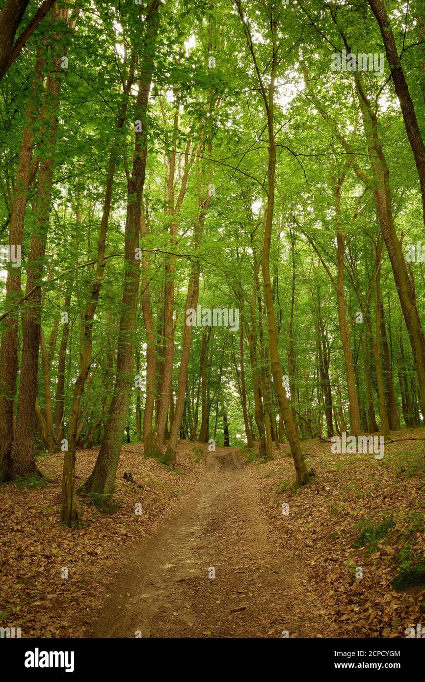 Chemin déserté dans la forêt. Traces sur la route de terre dans les bois verts. Fond vert et marron. Ambiance paisible dans les bois. Paysage pittoresque Banque D'Images