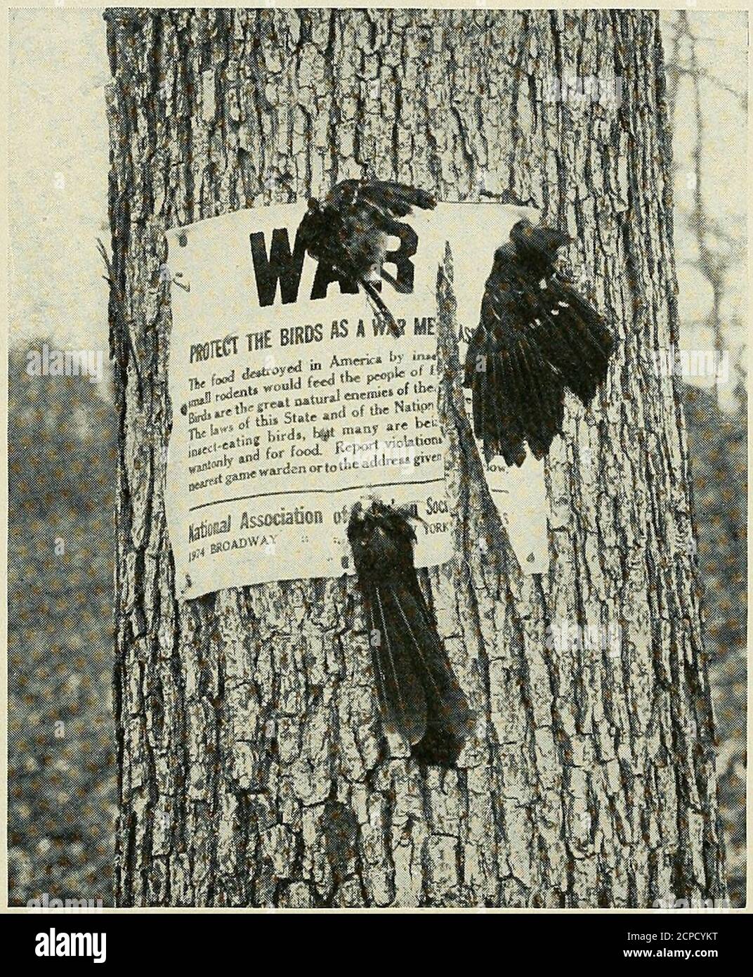 . Minerai d'oiseau . Jersey AudubonSociety; Mme F. H. COFI&n et M. Davisof the Scranton (Pennsylvanie) Bird Club; et le professeur H. L. Madison, secrétaire de la Rhode Island Audubon Society. Les membres et les invités de l'Asso-ciation ont apprécié le déjeuner au café du Musée. Dans l'après-midi, une conférence éducative mostintéressant, sous la direction d'Edward H. Forbush, était 2) les sociétés Audubon 393 conduites. Les discussions en table ronde ont duré jusque tard et l'enthousiasme a été si élevé. Forbush a trouvé de la difficulté à ajourner la réunion. Lors de la réunion des administrateurs, les dirigeants de l'Association W Banque D'Images
