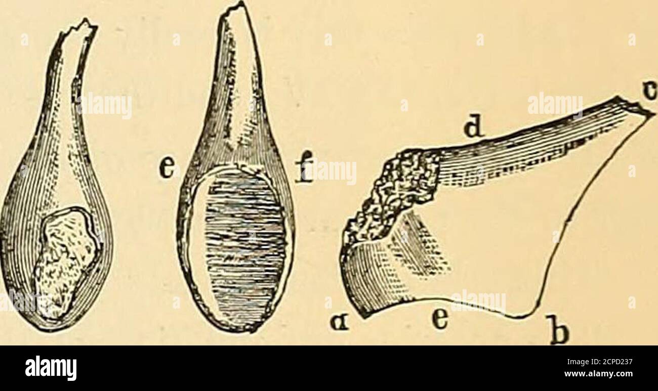 . Synopsis de la batrachia, Reptilia et Aves éteintes d'Amérique du Nord . er scapula indique un animal gigantesque entièrement égal à l'Hadrosauri connu; le soutien huméral est d'accord avec cet os dans ce dernier. Les dimensions sont les suivantes :— dans. Longueur du fragment sur la marge postérieure, 13.9 profondeur proximale (la plus grande), 7.2 en position distale, 4 ET AVES DE L'AMÉRIQUE DU NORD. 93 profondeur de la cavité des glénoïdes, largeur de l'expansion antérieure, extrémité fracturée, po. 3.4 3.16 4.22 1.8 un autre fragment d'un animal de dimensions similaires au dernier a été trouvé au sametime et au même endroit (Freehold) dans le comté de Monmouth ou à proximité de celui-ci Banque D'Images