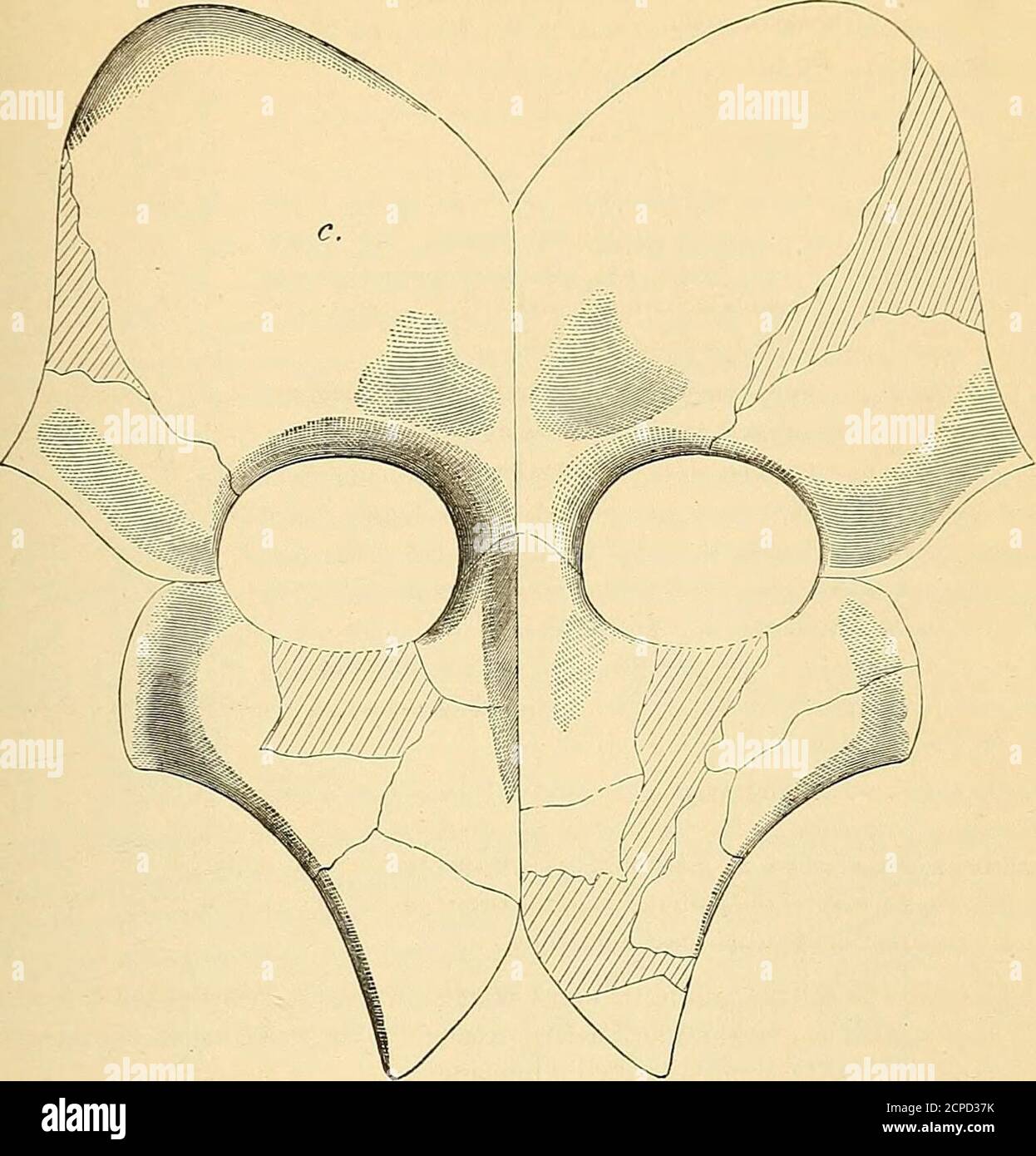 . Synopsis de l'extinction de la Batrachia, Reptilia et Aves d'Amérique du Nord. La surface thégloïde des pubes est un sigmoïde, tandis que celle de l'ischia est régulièrement convexe. L'articulation de l'iliuma été exclusivement avec la première. De la partie pleurapophysiale des deux arches, rien ne semble être conservé sauf deux os symmetricallong latéraux. L'un d'eux a été trouvé incrusté dans la masse portant l'arche pelvienne, et il s'articule bien avec les pubes, mais l'extrémité articulaire est trop courte pour s'articuler avec ischia en même temps. Bien qu'ils ressemblent à la vue inférieure de Banque D'Images