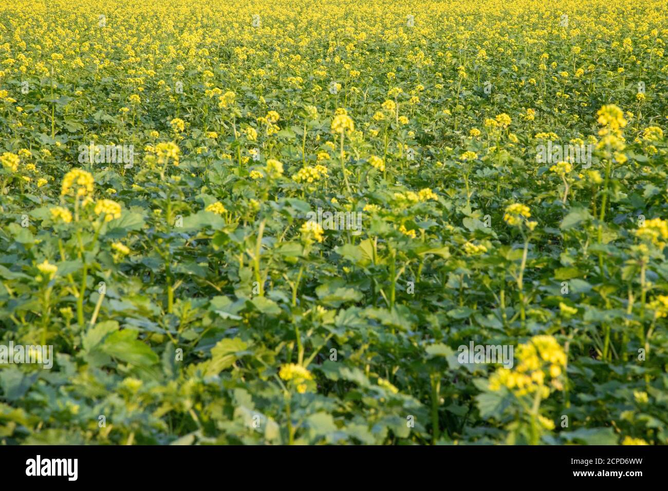 plants de moutarde foncé dans un champ, fleurs jaunes et feuilles vertes, brassica nigra Banque D'Images