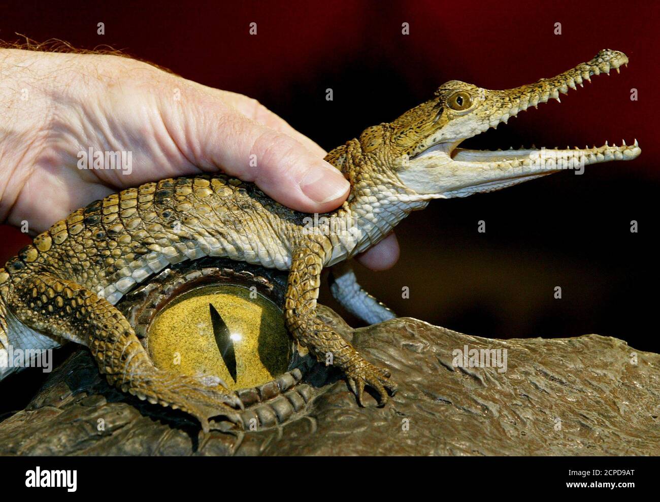 A Live Baby Crocodile Is Held Over The Eye Of A Life Sized Model Of A Giant Crocodile At The Creature S Exhibit Unveiling At The Australian Museum In Sydney September 3 03 Nicknamed Supercroc Sarchosuchus Imperator Flesh Crocodile Emperor Which