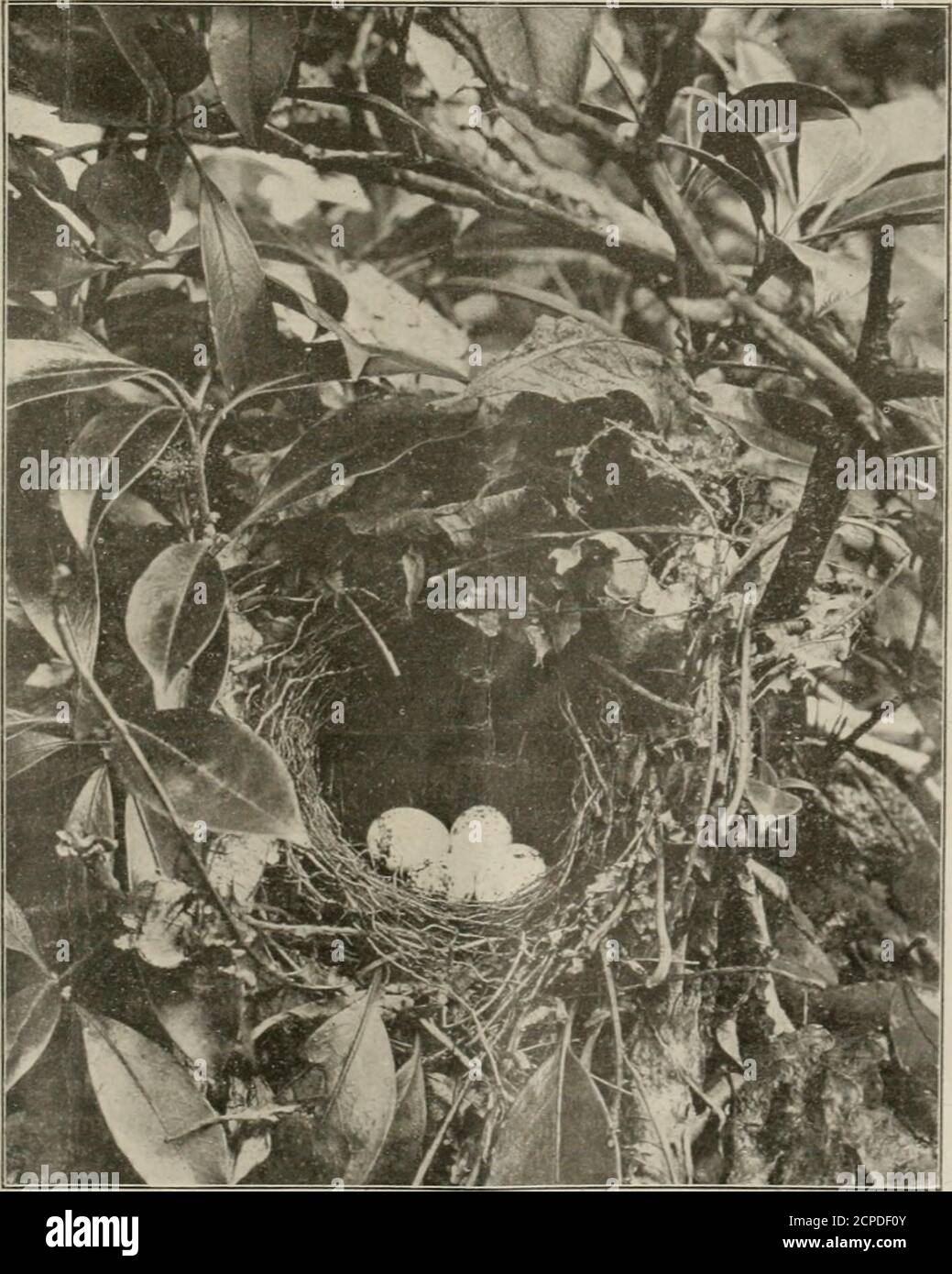 . L'oïste . Holden—Canary et cage Birds. Auk—vol 1 et 3. Audubons Bibliogra-phy ornithologique. Vol. 4. Bird Lore janvier et février de 1 £ C5-1 £ 03 complet. Bibliographie sur les acomptes provisionnels 3d de Coues. Bonapartes ornithologie américaine — 4e édition vol. Philadelphie 1825-1828. ARGENT OU ÉCHANGE. IV L'OOLOGIST J T 4» PRÊT JUIN 30. 1910 A t t t t t i EMBRYOLOGIQUE | i DÉVELOPPEMENTS i f t magnifiquement monté dans les plus beaux ^ 1 Crystal Museum Jars. Étiqueté soigneusement 1 &lt;& et hermétiquement scellé. Montrer le développement de ♦!♦ ^C d'un oiseau Praecsocial (gal- X *^ lus domesticus). Les embryons sont retirés ♦! ♦! ♦! ♦ de l'ed^ Banque D'Images