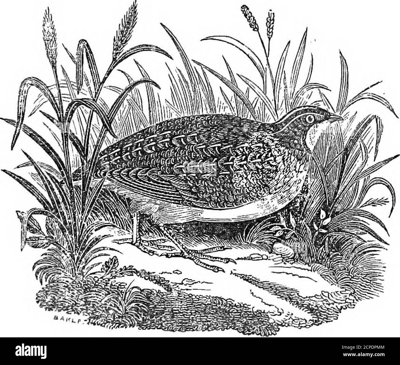 . Le fancier américain d'oiseaux; considéré en référence à la reproduction, l'élevage, l'alimentation, la gestion, et les particularités des oiseaux de cage et de maison; avec des remarques sur leurs maladies et remèdes; . la caille commune de l'ancien monde n'est pas une légère remention de l'amatear. Dans la reproduction de la mer-fils, celui du mâle commence par répéter doucement, tonesressemblant verra, verra, suivi par le mot pieveroie, utteredin un ton gras, avec le cou levé, les yeux fermés, et la tête inclinée d'un côté. Ceux qui répètent les dernières syllabes ténor douze fois, consécutivement, sont les plus estimés. C'est ce qui a été dit Banque D'Images