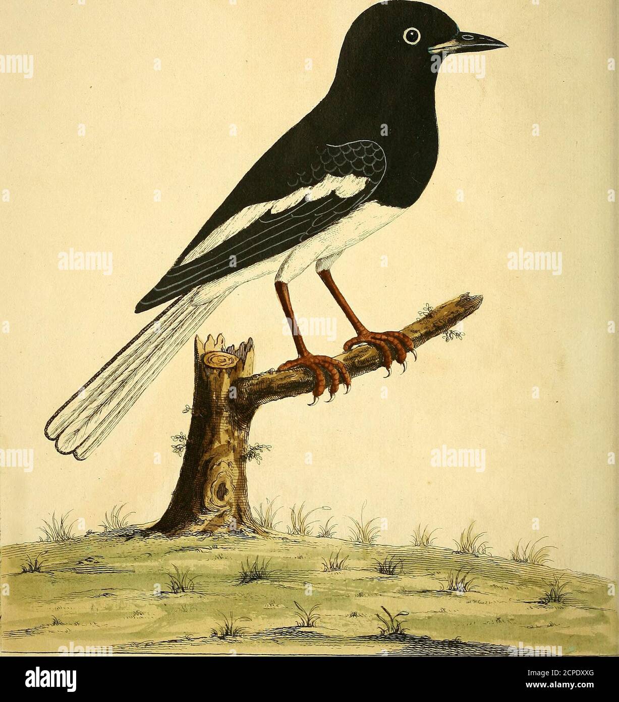 . Une histoire naturelle des oiseaux : illustrée avec cent et une plaque de cuivre, curieusement gravée de la vie . ^7-. ^tj /J/f-e/noj /7^?^/^/^W!%/g^j^^^&^z ^*iy,4a2^ ({^^ZRO^^^e/./^ii.ij^y. 1^. Banque D'Images